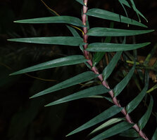 Freycinetia rigidifolia, leaf pink striate sheathing base and bluish green blade with soft spines at the base, Deramakot FR, Sabah, Borneo