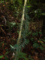 Freycinetia rigidifolia, young stage climbing along a small tree trunk in forest understory, Deramakot FR, Sabah, Borneo
