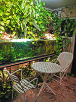 From the canopy to the understory through aquarium in Patrick Blanc Home, Creteil, 1995