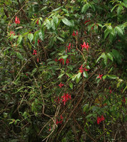 Fuchsia regia subsp. serrae flowering at the top of small tree at forest edge, Sao Bonifacio, Santa Catarina, Brazil