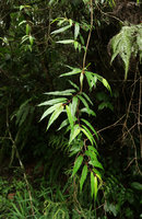 Fuchsia regia subsp. serrae, hanging stem with long shiny leaves, Sao Bonifacio, Santa Catarina, Brazil