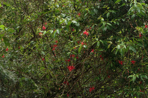 Fuchsia regia subsp. serrae, Sao Bonifacio, Santa Catarina, Brazil