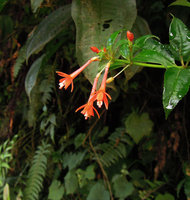 Fuchsia sanctae-rosae, flowers close-up, Manu NP 2000 m, Peru