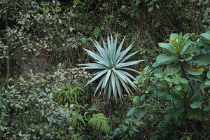 Furcraea quicheensis, young individual on a vertical rocky bank, Chimaltenango, Guatemala