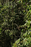 Furcraea samalana, branched inflorescence bearing capsular fruits and bulbils, Finca el Pilar, Antigua, Guatemala