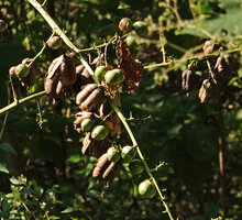 Furcraea samalana, capsular fruits and bulbils, Finca el Pilar, Antigua, Guatemala