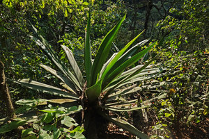 Furcraea samalana, characteristic spineless upper part of the leaves, Finca el Pilar, Antigua, Guatemala