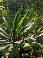Furcraea samalana, spineless upper part of the leaves, Finca el Pilar, Antigua, Guatemala