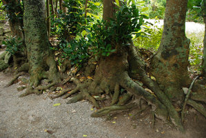 Garcinia subelliptica, anastomosing roots of trees planted along an old street, Bise, Okinawa, Japan