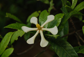 Gardenia jasminoides, flower detail, Okinawa, Japan