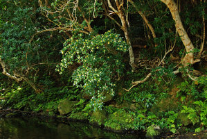 Gardenia jasminoides, on the banks of a forest river, Okinawa, Japan
