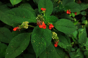 Gasteranthus quitensis, elongate cymose inflorescences, Mashpi FR, Pichincha, Ecuador