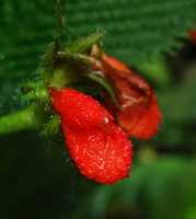 Gasteranthus quitensis, urceolate corolla, Mashpi FR, Pichincha, Ecuador