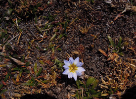 Gentiana sedifolia at 4100 m asl in a peat Angiosperm swamp of the Altiplano, Cuzco, Peru