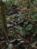 Geogenanthus poeppigii, habitat, Inkaterra, Madre de Dios, Peru