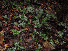 Geogenanthus poeppigii, population on forest floor just after rain, Inkaterra, Madre de Dios, Peru