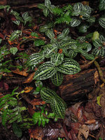 Geogenanthus poeppigii, some rosetted erect stems lying just above leaf litter, Inkaterra, Madre de Dios, Peru