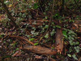 Geogenanthus poeppigii, vegetative population emerging just above the litter of canopy trees on forest floor, Inkaterra, Madre de Dios, Peru