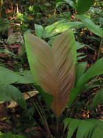 Geonoma brongniartii, young pinkish anthocyanic leaf, Inkaterra, Madre de Dios, Peru