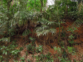 Geonoma schottiana on a vertical earth bank, Tijuca NP, Rio de Janeiro, Brazil