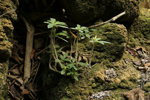 Gesneria humilis, erect stems on travertine from a waterfall, El Nicho, Cienfuegos, Cuba
