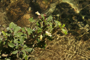 Gesneria humilis in its rheophytic habitat, Las Terrazas, Cuba