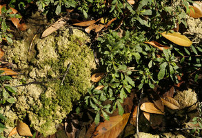 Gesneria humilis on limestone rocks in its rheophytic habitat, Las Terrazas, Cuba