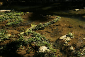 Gesneria humilis, Ruellia simplex and Ginoria americana in their rheophytic habitat on limestone rocks, LasTerrazas, Cuba