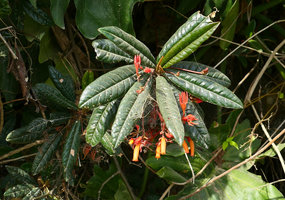 Gesneria salicifolia, flowering individual, Baracoa, Cuba