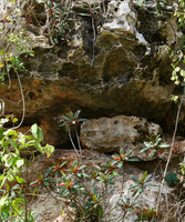 Gesneria salicifolia, flowering individuals emerging from the holes of a limestone cliff, Baracoa, Cuba