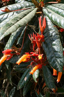 Gesneria salicifolia, flowers and erect fleshy capsules, Baracoa, Cuba