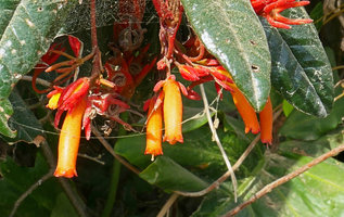 Gesneria salicifolia, flowers, Baracoa, Cuba