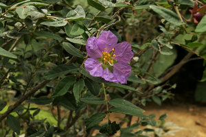 Ginoria americana flowering on travertine in rheophytic habitat, El Nicho, Cienfuegos, Cuba