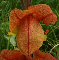 Gladiolus dalenii, flower at anthesis, Katavi NP, Tanzania