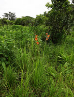 Gladiolus dalenii flowering in woodland savanna, Katavi NP, Tanzania