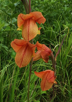 Gladiolus dalenii, Katavi NP, Tanzania