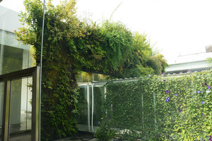 Glass tunnel covered in Asagao crossing the Green Bridge, 21st Century Museum, Kanazawa, Sept. 2012