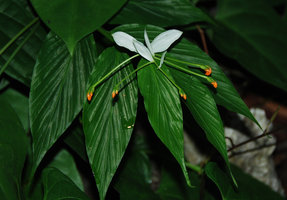 Globba cf. siamensis, Phou Hin Poun, Khammouane, Laos
