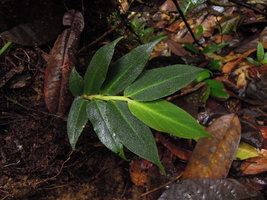 Globba pumila, Padawan, Sarawak, Borneo