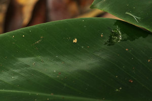 Globba variabilis, shiny velvety upper leaf surface due to lens dome shaped epidermal cells, Endau Rompin NP, Malaysia