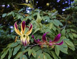 Gloriosa superba, Lupita island, Kipili, Lake Tanganyika, Tanzania