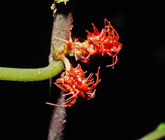 Glossoloma medusaeum, laciniate sepals, Omaere, Puyo, Ecuador