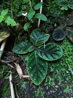 Gloxinia erinoides, brown anthocyanic design along main nerves and silvery white refringent dots, purple and white flower, Sierra Nevada de Santa Marta, Magdalena, Colombia
