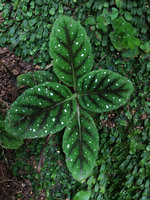 Gloxinia erinoides, brown anthocyanic design along main nerves and silvery white refringent dots, Sierra Nevada de Santa Marta, Magdalena, Colombia
