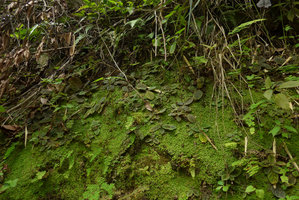 Gloxinia erinoides, population  on mossy vertical earth bank, Sierra Nevada de Santa Marta, Magdalena, Colombia