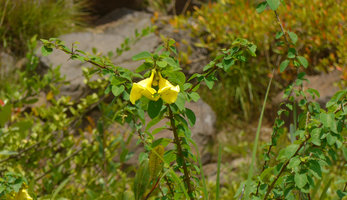 Gmelina asiatica flowers, rheophyte in rocky habitat, Mekong river, Pak Chom, Loei, Thailand