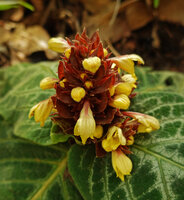 Gomphostemma strobilinum, terminal inflorescence with brown chocolate bracts and bright yellow corollas, Khun Chae NP, Thailand