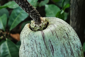 Gonatopus boivinii, basal part of spadix with female flowers and narrower upper part with male flowers, Ngezi FR, Pemba, Tanzania