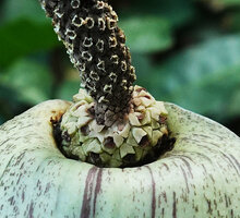 Gonatopus boivinii, cream coloured fleshy triangular recurved tepals of female flowers and blackish withered tepals of male flowers, Ngezi FR, Pemba, Tanzania