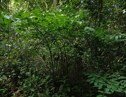 Gonatopus boivinii, group of multipartite leaves on the top of a boulder in forest understory, Sanje waterfall, Udzungwa NP, Tanzania